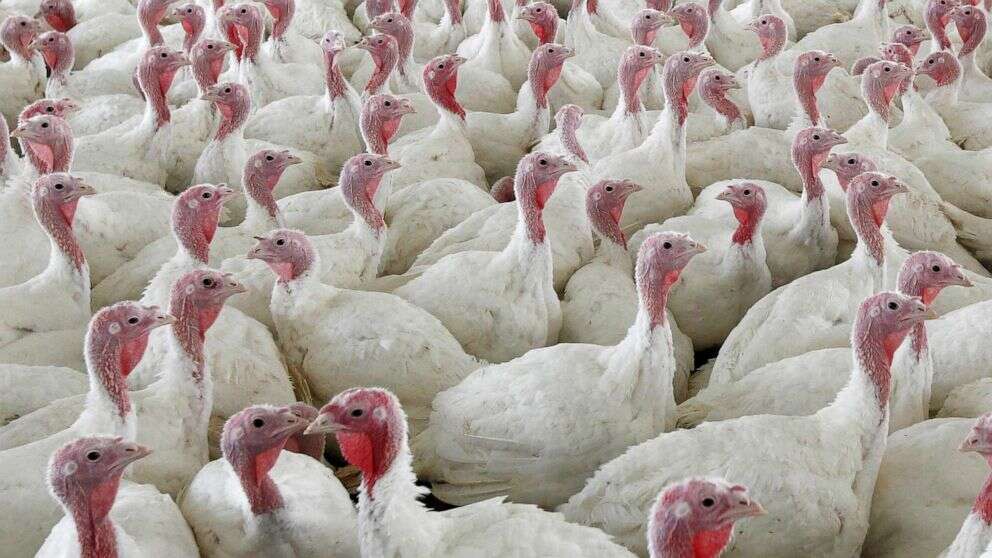 Avian flu outbreaks impact Thanksgiving turkey