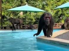 Monkeys chase terrified British tourist out of Thailand hotel pool