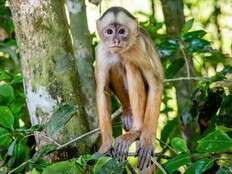 Brazilian couple accused of drugging monkeys may have trafficked animals, police say