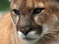 Cyclist in Washington sustains injuries after cougar ’latched onto’ her