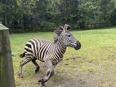 4 zebras made a daring highway escape. A bullfighter came to the rescue.