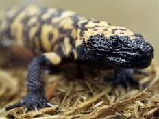 Colorado man dead after being bitten by pet Gila monster