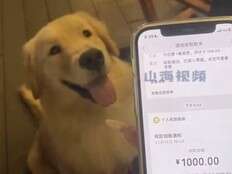 Golden retriever chooses owner's winning lottery ticket