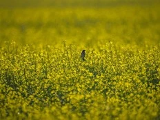 OPINION: Canola farmers being sacrificed at the altar of domestic electric vehicles