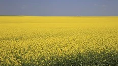 LILLEY: Carney silent as China blasts Canada's canola industry