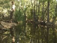 Rangers shoot massive crocodile after it killed girl swimming in Australian creek