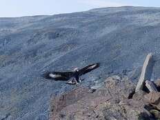 Golden eagle attacks toddler and three others in Norway