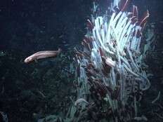 Tubeworms, snails and other weird creatures found under the seafloor