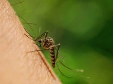 West Nile virus is surging earlier than it has in decades. Here’s how to protect yourself.