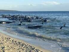 Over 100 pilot whales beached on western Australian coast have been rescued, officials say