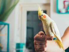 DEAR ABBY: Sister's bird gets the royal treatment