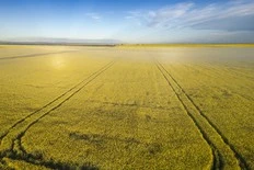 CHARLEBOIS: Why are we trading our breadbasket for a battery pack?