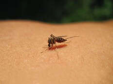 What to know about the mosquito-borne virus circulating in the Northeast