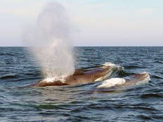 Japan Fisheries Agency proposes allowing commercial catching of fin whales