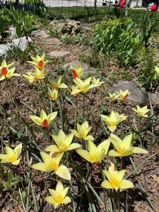 The City Gardener: Spring clean-up: A journey, not a destination