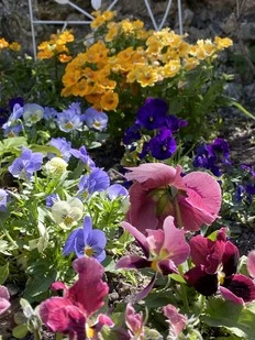 The City Gardener: What should I plant?