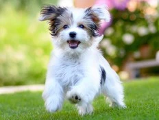 DEAR ABBY: Son expects mom to board his untrained pooch