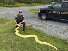 A 13-foot (and growing) python was seized from a New York home and sent to a zoo