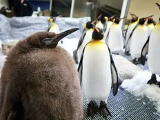 Huge Australian king penguin chick Pesto grows into social media star