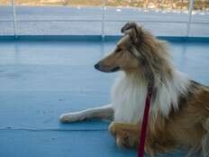 Margaritaville at Sea set to embark on first-ever dog-centred cruise