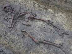 50 well-preserved Viking Age skeletons unearthed in Denmark, a rare discovery