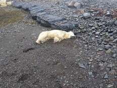 A rare polar bear showed up on the shores of Iceland. Police shot it