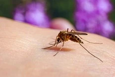 How to protect yourself from mosquito bites