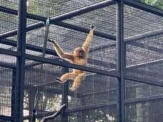 Hong Kong zoo seeks answers after 9 monkeys die in 2 days