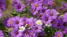 The City Gardener: How to add zing to your fall garden