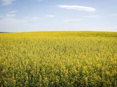 China retaliates over EV tariffs with anti-dumping probe into Canadian canola imports