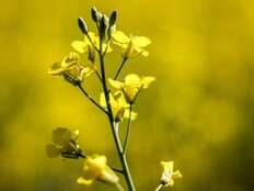 Canadian canola industry could take $1B hit in wake of Chinese trade actions: Report