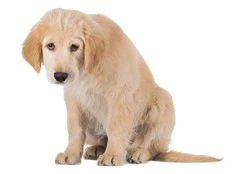 DEAR ABBY: Delightful friend's 'wonderful' pup is no longer welcome