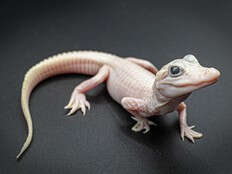 Extremely rare white leucistic alligator born at Florida reptile park