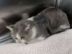 Cat shot with arrow dies during emergency surgery, rescue says