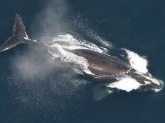 Right whale population grows 4% but extinction threat remains