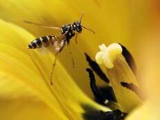 Diet, demographics behind late-summer wasp outbreak on Prairies