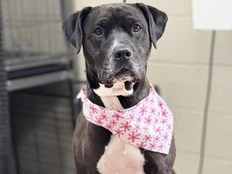At adoption event, shelter dog alerts man he's about to have seizure