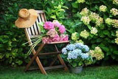 City Gardener: The joys of summer