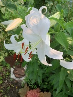 The City Gardener: Luscious lilies