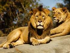 Man killed by lion after jumping into zoo enclosure in India