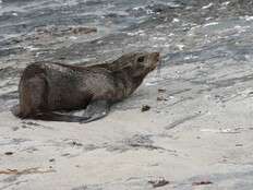 Scientists in South Africa say they have identified the first known outbreak of rabies in seals