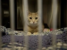 STOSSEL: Banning pet stores from selling animals does more harm than good