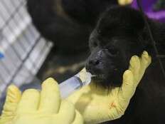 Heat-related howler monkeys deaths in Mexico has risen to 157, with few recovering