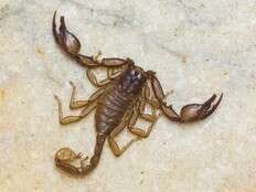 Man sues Las Vegas hotel, claims scorpion sting to 'private area' ruined sex life