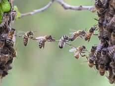 Father stung more than 100 times by bees while protecting daughter from swarm