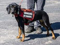 DEAR ABBY: A service dog is a critical resource for handler