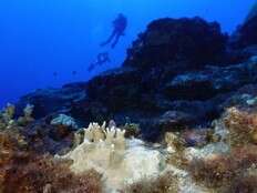 Experts say coral reef bleaching near record level globally because of ’crazy’ ocean heat