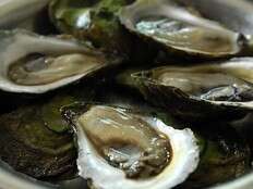 P.E.I. oyster farmers fear without government help, MSX parasite will kill industry