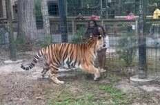 TIGER TALES: Woman hops fence at N.J. zoo, tries to touch Bengal