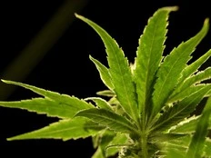 A drug made from marijuana reduced back pain in a large study